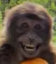 monkeGrin