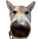 Whythelongface