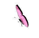 butterflypink2