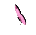butterflypink2