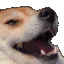 Dog_spinninglaugh Dog_spinninglaugh