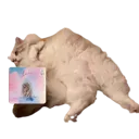 lovercat Discord Emoji