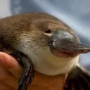 WholesomePlatypus