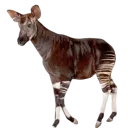 Okapi