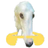 borzoi borzoi