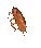 roach
