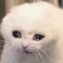cryingcat