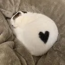 Heartcat heartcat Discord Emoji