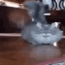 Catwtf catwtf Discord Emoji