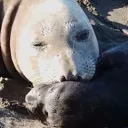 XernialNose