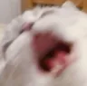 8catahhh 8catahhh