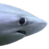 le_sharky