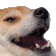 ASBowiekek