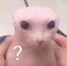 BingusWHAT