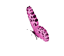 butterflypink1
