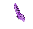 butterflypurp