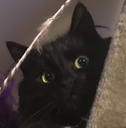 Fizzy Discord emoji