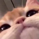 HH_CatFace Discord Emoji