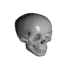 skull skull