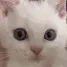 catangry catangry