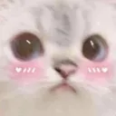 UwU_Cat