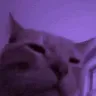 catparty5