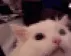 SC_catscreamgif SC_catscreamgif