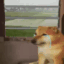 bts_sad_doggu
