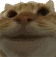 CatYep CatYep