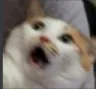 Shocked Cat ShockedCat Discord Emoji