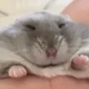 baldcutie