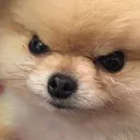 DEN_DogeAngi Discord Emoji