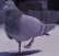 groovy_pigeon
