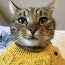sweatercat sweatercat