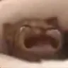 dd_cat_waaaa