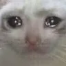 dd_cat_cry2