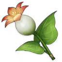 CallaLily
