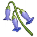 Violetgrass