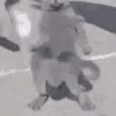catnaenae