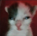 callense Discord emoji