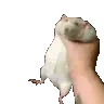 ratgrab ratgrab