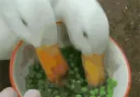 goose