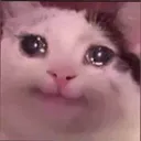 catcry catcry