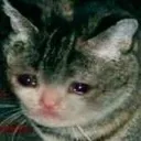 sadcat