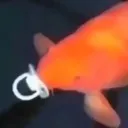 beehive_u_fishbabie