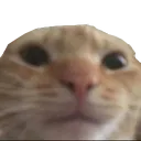 ECatstare