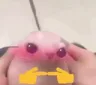 bingustimido