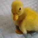7039duck