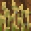 wheat_growing