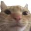4_LN_stare 4_LN_stare